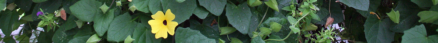 planter-cascade-2_1400x140