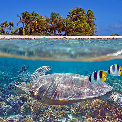 sea turtle