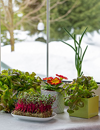 windowsill garden